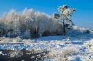 Frostiger Baum im Moor