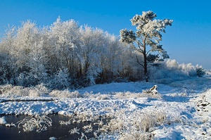 Frostiger Baum im Moor