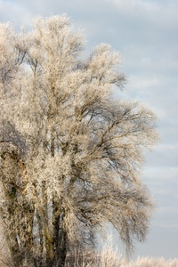 Baum an der Bislicher Insel