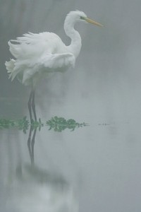 Silberreiher im Nebel