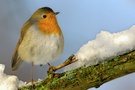 Quirlig *Rotkehlchen (Erithacus rubecula)*