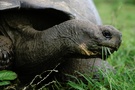 Santa-Cruz-Riesenschildkröte (C. nigra porteri)