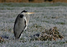 "Eisiger" Reiher