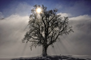 Baum im Gegenlicht