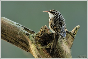 Gartenbaumläufer (Certhia brachydactyla)