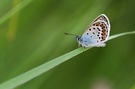 Plebejus argus