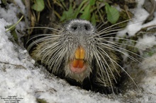 Nutria (Myocastor coypus)