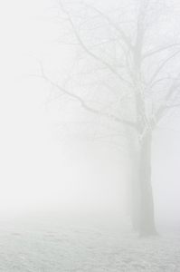 Baum im Nebel