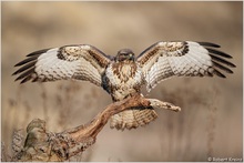 Mäusebussard