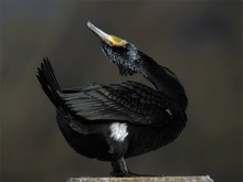 Kormoran