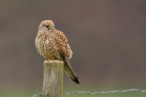 Turmfalke (Falco tinnunculus)