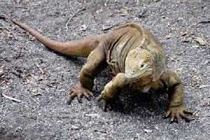 weiblicher Galapagos-Landleguan (Conolophus subcristatus)