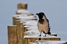 Nebelkrähe (Corvus corone cornix) auf einer Ostseebuhne