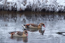 Nilgänse im Winter