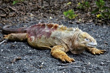 Männlicher Galapagos-Landleguan (Conolophus subcristatus)