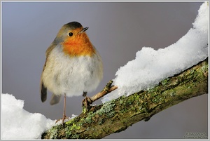 Rotkehlchen (Erithacus rubecula)