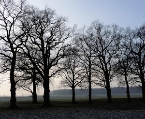 Eichen im Winterschlaf