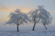 Obstbäume im Rauhreif