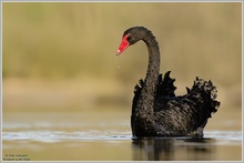 Trauerschwan (Cygnus atratus)