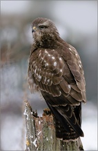 Mäusebussard(Buteo buteo)