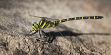 Meine Antwort zum Insektensterben...