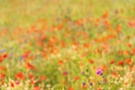 Sommerliche Blütenpracht