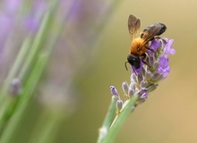 Riesenharzbiene oder Asiatische Mörtelbiene (Megachile sculpturalis)