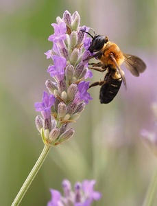 Riesenharzbiene oder Asiatische Mörtelbiene (Megachile sculpturalis) (2)