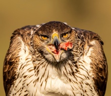 Habichtsadler-Weibchen