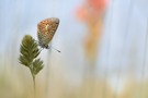 Esparsetten-Bläuling vor Esparsette