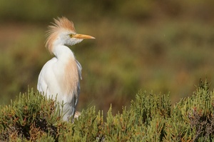 Kuhreiher – Bubulcus ibis