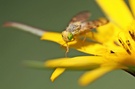 die Fliege mit den grünen Augen