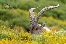 Iberischer Steinbock (Capra pyrenaica)