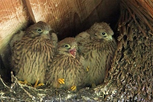 Die drei im Dach ...