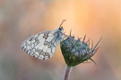 Schachbrett im schönsten Morgenlicht