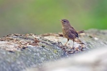 Junger Zaunkönig im Wald