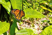 Monarch