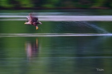 Seeadler beim Fischen