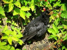 Amsel im Erdbeerfeld.