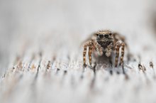 ___Springspinne_______