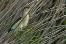 Zwergdommelmann in seinem Schilfhabitat