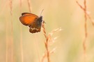 Weißbindiges Wiesenvögelchen im Gegenlicht