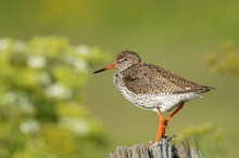 Rotschenkel im Frühling