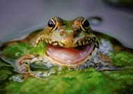 Frosch