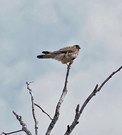 Doku - nur zum Erzählen !  Turmfalke