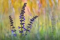 Wiesensalbei ...,
