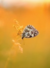 Schachbrettfalter