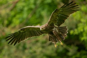 Adlerflug