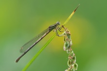 Blaue Federlibelle ♀