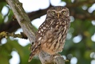 Altvogel auf Ruheplatz